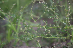 Polygonum arenastrum