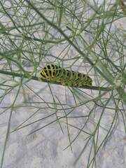 Papilio machaon