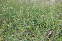 Polygonum arenastrum