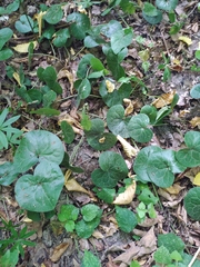 Asarum europaeum