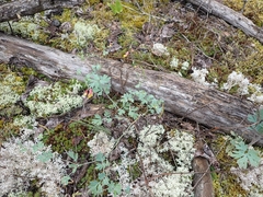 Capnoides sempervirens