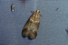 Acrobasis tumidana