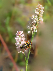 Bicyrtes insidiatrix