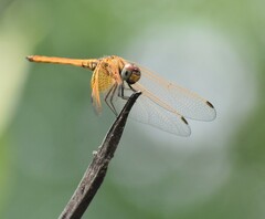 Trithemis aurora