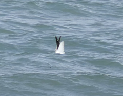 Chroicocephalus novaehollandiae