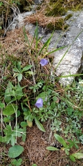 Campanula scheuchzeri