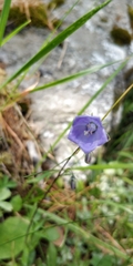 Campanula scheuchzeri