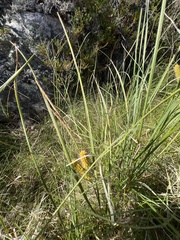 Carex rostrata