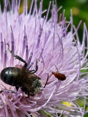 Melissodes desponsus