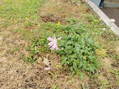 Oenothera speciosa