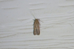Pigritia