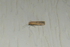 Pigritia