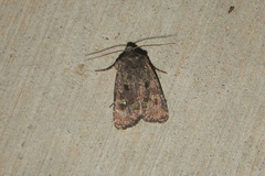 Lacinipolia renigera