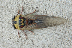 Megatibicen pronotalis