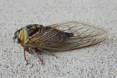 Megatibicen pronotalis