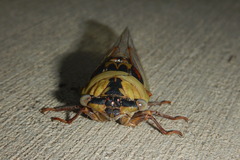 Megatibicen pronotalis