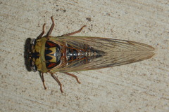 Megatibicen pronotalis