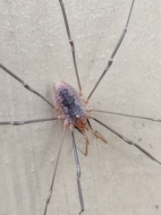 Phalangium opilio