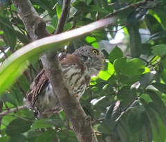 Glaucidium hardyi