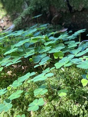 Oxalis acetosella