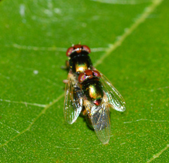 Physiphora clausa