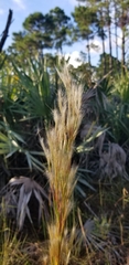 Andropogon floridanus