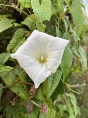 Calystegia silvatica