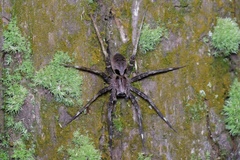 Dolomedes nigrimaculatus