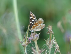 Phyciodes pulchella