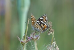 Phyciodes pulchella