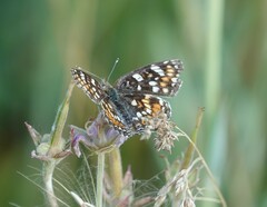 Phyciodes pulchella