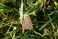 Mythimna unipuncta