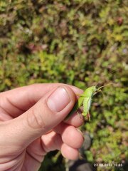 Phaneroptera falcata