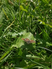 Lycaena tityrus