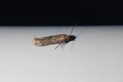 Pigritia