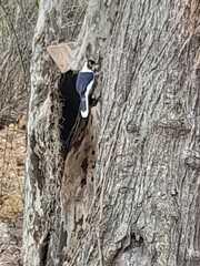 Cyanocorax mystacalis