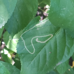 Lyonetia clerkella