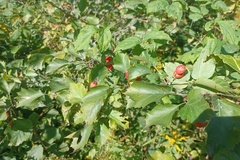 Crataegus chrysocarpa