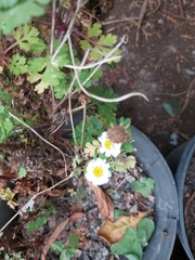 Tanacetum parthenium