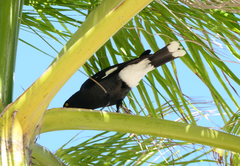 Strepera graculina graculina