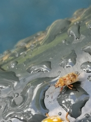 Kleidocerys resedae