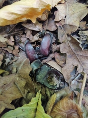 Lucanus cervus