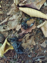 Lucanus cervus