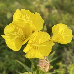Oenothera biennis