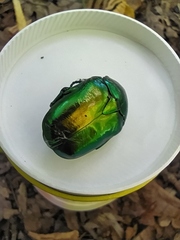 Protaetia speciosissima