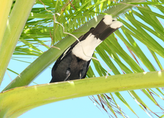 Strepera graculina graculina