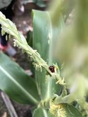 Coccinellini