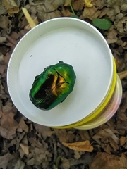 Protaetia speciosissima