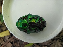 Protaetia speciosissima