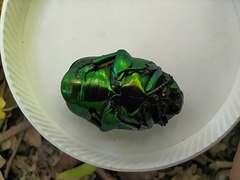 Protaetia speciosissima